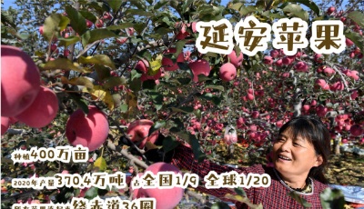 中国“红色圣地”成为世界“苹果之都”