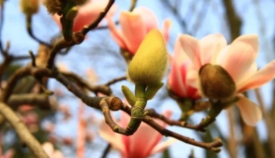 世界唯一！400多歲的古旱蓮開花了→