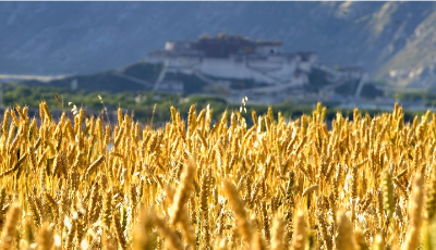 農業農村部詳解“米袋子”“菜籃子”等百姓關心話題