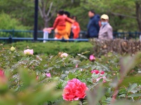 中山公園牡丹花盛開 嬌艷動人