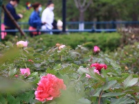 中山公園牡丹花盛開 嬌艷動人