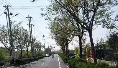 全省四好農(nóng)村路評選 島城各項指標(biāo)滿分
