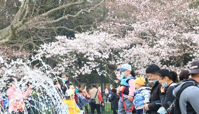 “首屆青島櫻花節(jié)”在青島中山公園拉開帷幕