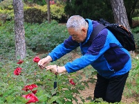 中山公園牡丹花盛開 嬌艷動人