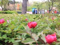 中山公園牡丹花盛開 嬌艷動人