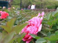 中山公園牡丹花盛開 嬌艷動人