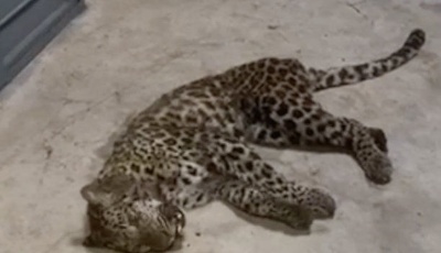 金钱豹外逃存在瞒报！4月19日就已外逃