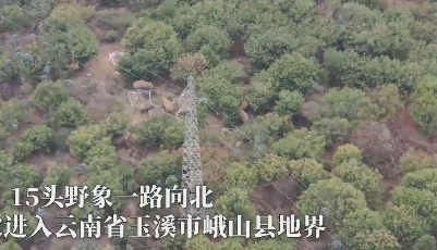 15头野象穿城而过！一路向北“边逛边吃”……