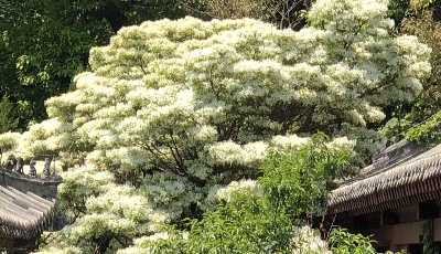 嶗山名剎內古木競相吐芳 百年四月雪香飄華嚴