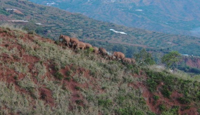 云南北移亚洲象群小范围活动 独象返回晋宁区