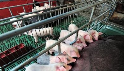 上市豬企發布5月銷售“成績單”　機構稱豬價拐點漸近