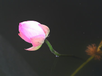 賞荷季來了
