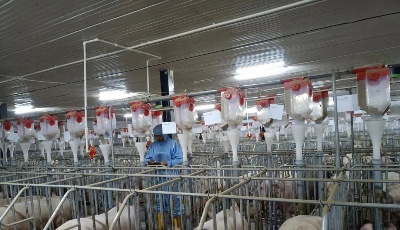 风口不再，猪肉该怎么飞？  