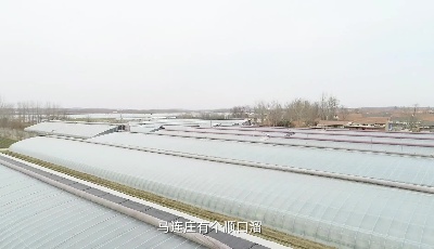 她力量|“鐵娘子”當家趟出鄉(xiāng)村振興路