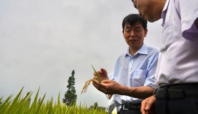零的突破！中国双季早粳稻新品种选育成功 