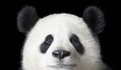 国宝大熊猫被“降级”了！