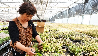 农行金融赋能 青岛蓝莓产业再获新动力