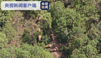 离家不远啦！迁徙象群正持续向正南方向移动