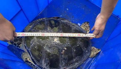 青岛海昌极地海洋公园收救一只雌性绿海龟