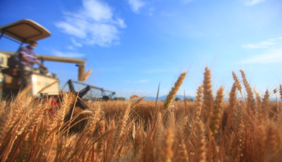 山东今年夏粮再获丰收 总产单产双创历史新高  