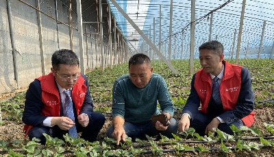 青岛农商银行：“四招”锻造乡村振兴“金融引擎”