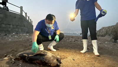 青岛黄海海岸再现江豚尸体 青岛海昌海洋公园发出环保呼吁