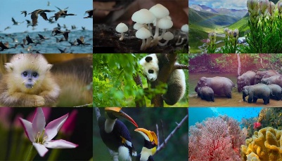 微视频｜共建美丽家园
