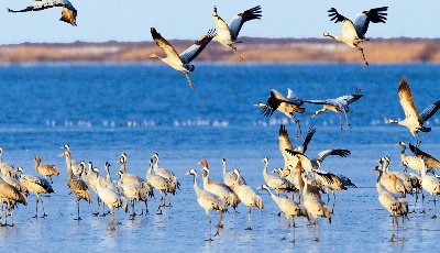 中国红·齐鲁行丨这盛世如你所愿