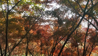 全國著名紅葉觀賞地——嶗山巨峰游覽區(qū)  迎來最美賞楓季  
