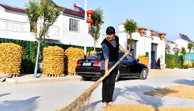 山东黄河滩区安居工程见闻：罕见秋汛来袭 群众从容秋收
