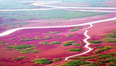 今天，人民日报点赞山东护好黄河三角洲！