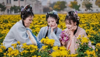 金絲皇菊傲然綻放！方特農(nóng)莊帶你打卡醉美秋色