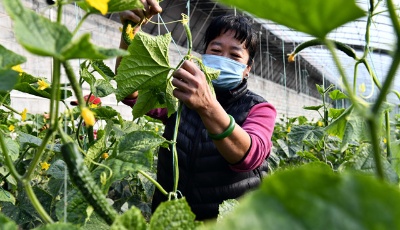 外眼看山东丨山东打造沿黄蔬菜基地