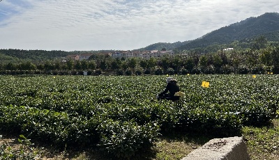 邂逅嶗山茶 香飄山海間