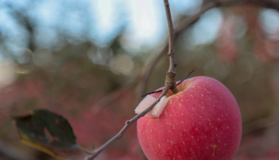 解码“飞”上太空的烟台苹果