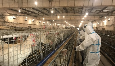 青島市種畜禽場疫病凈化創(chuàng)建場順利通過省級現(xiàn)場驗收