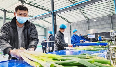 突破特色农业产业瓶颈，章丘大葱探寻全产业链发展路径