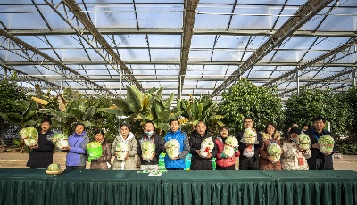 “膠州大白菜”國際美食文化節(jié)在青島膠州開幕