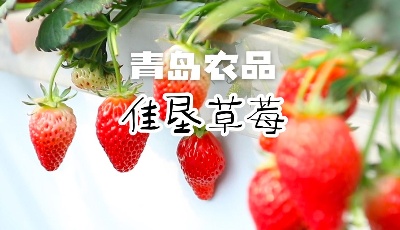 青島農(nóng)品｜佳墾草莓，冬季頭茬嘗鮮了嗎？
