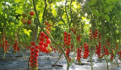 "齐"心"鲁"力|山东博兴：西红柿映红乡村致富路