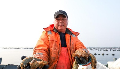实拍烟台海参捕捞！“猛子”潜水20米一天捞近500斤