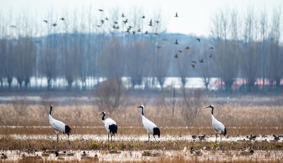青岛莱西：变废为宝促生态文明