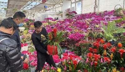 新春臨近 鮮花市場迎來銷售熱