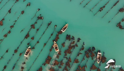 星辰大海｜撼海牧歌起 中国海带之乡荣成冬日“播种忙”