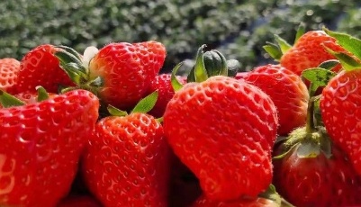 青岛首推16个草莓采摘园 让我们一键开启“莓”好“食”光吧！