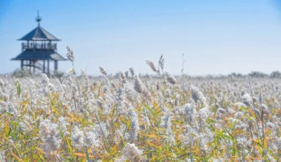 星辰大海｜芦花飞雪、鸟鸣婉转……冬日东营再现《诗经》中的绝美意境