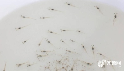 星辰大海｜破解海洋种业的“基因密码” 昌邑全力打造海洋种业发展新高地