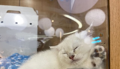 宠物经济升温，多家险企“拥抱”宠物险新蓝海