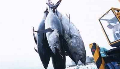 星辰大海｜青岛建设深远海养殖试验区 筑牢海上粮仓