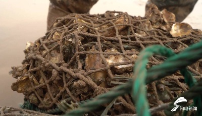 星辰大海｜向海向洋向未来！东营推进海洋生态修复促进人与自然和谐共生